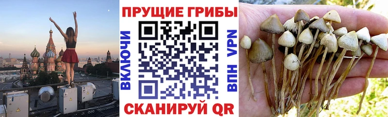 Галлюциногенные грибы мицелий  где можно купить   Ишимбай 